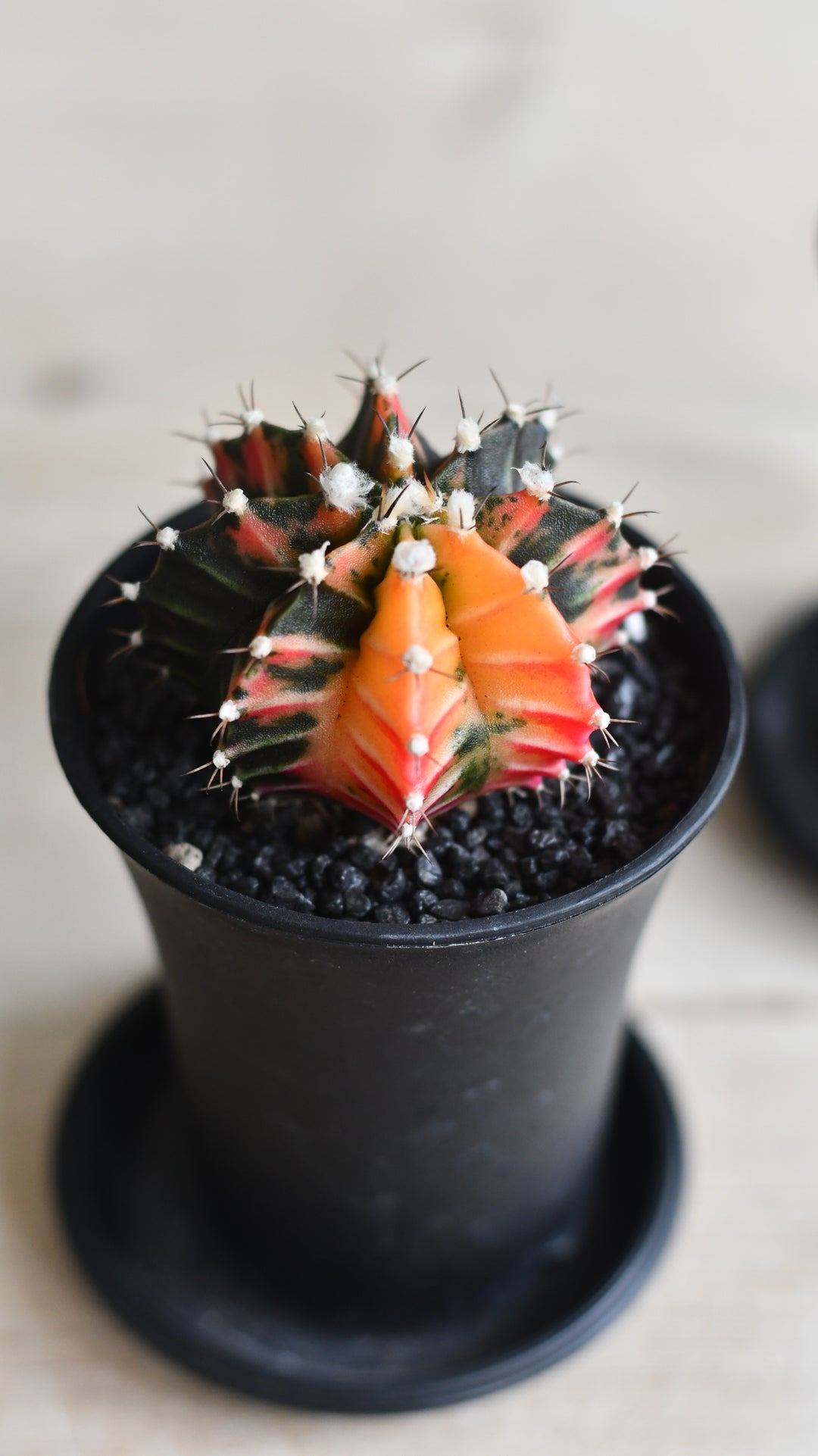 Variegated Gymnocalycium Cactus | Happy Houseplants