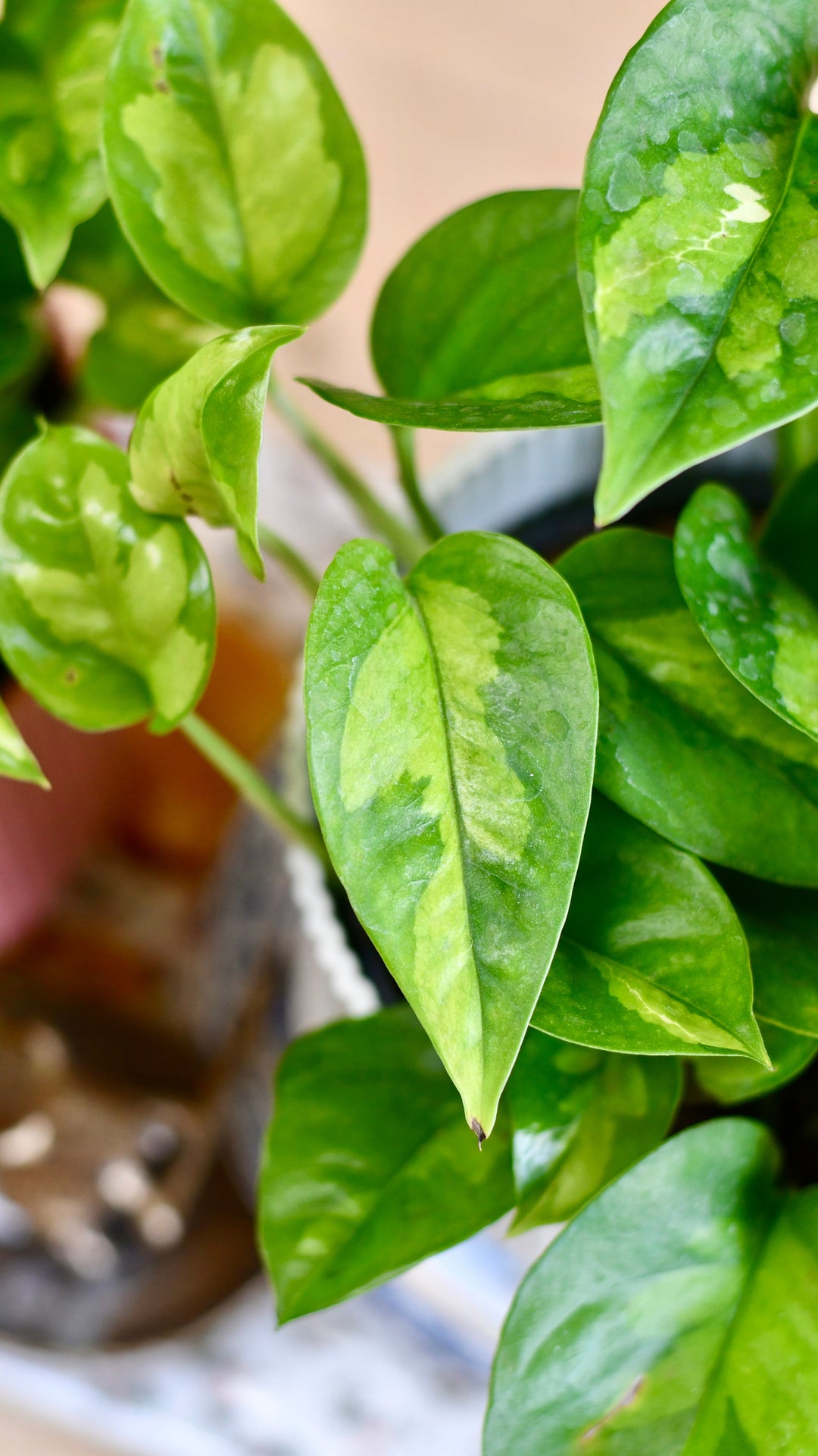 pothos global green for sale Epipremnum Aureum & Brussels Pot | Devil's Ivy