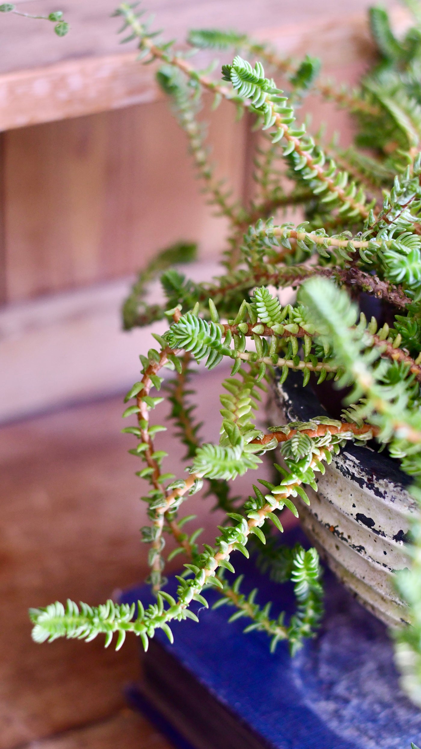 Crassula Viricosa | Hanging Succulent | Jade necklace | Rare plant