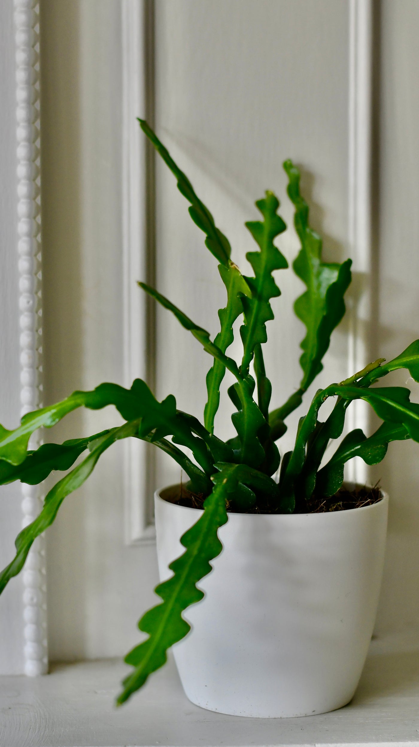 Propagating Ric Rac Cactus Epiphyllum Anguliger (Fishbone Cactus, Ric Rac Cactus) – Happy Houseplants