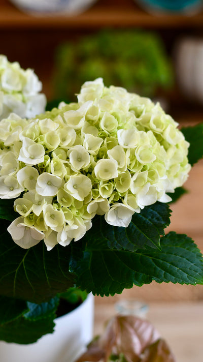 Hydrangea Crystal Palace & 18cm Vibes Pot