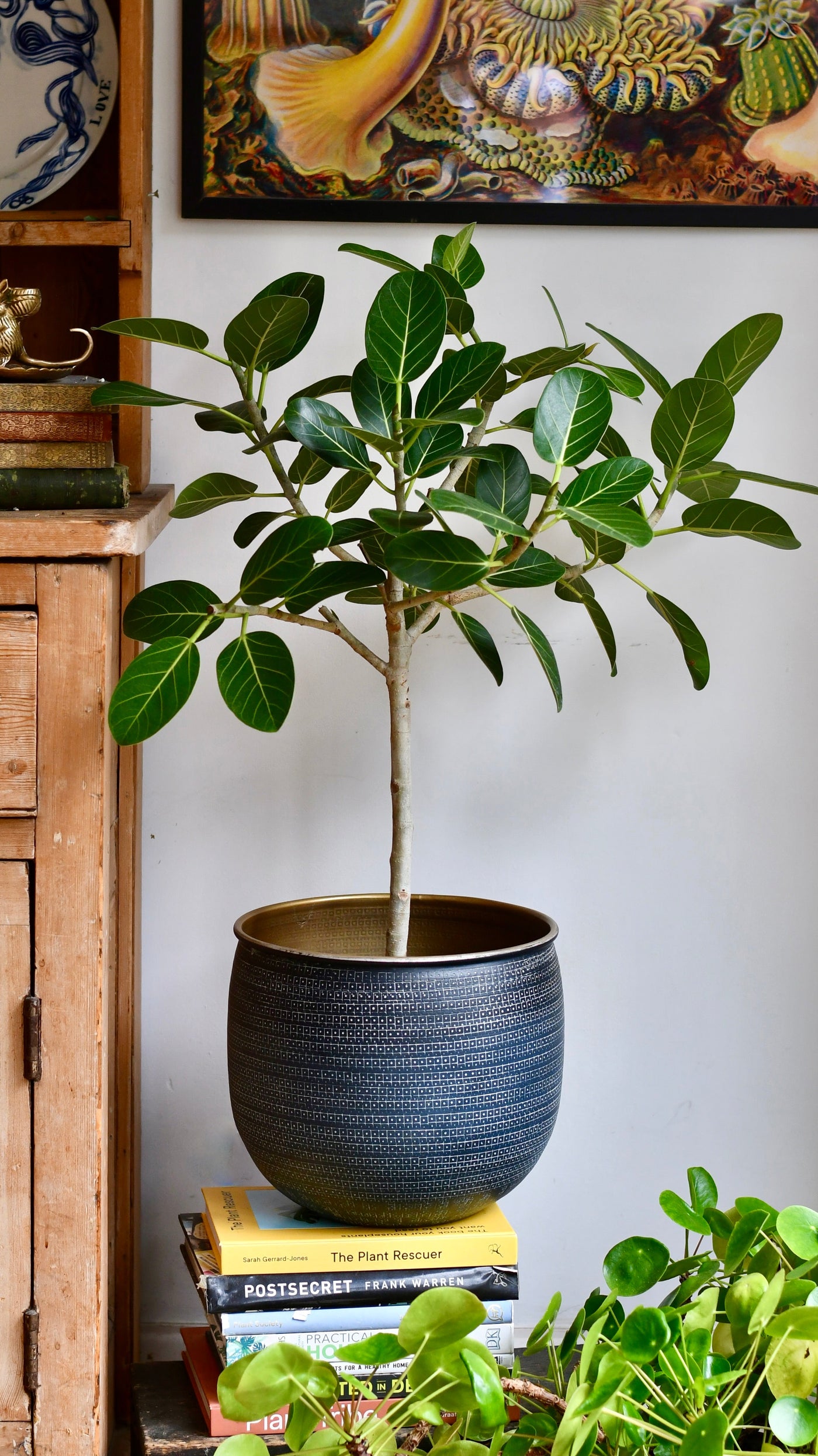 Ficus benghalensis & Pot 'Petite Audrey' (Bengal Fig)