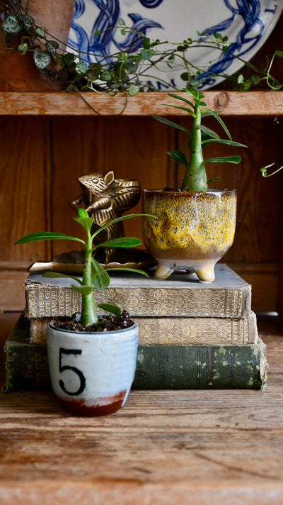 Baby Adenium Obesum -Desert Rose