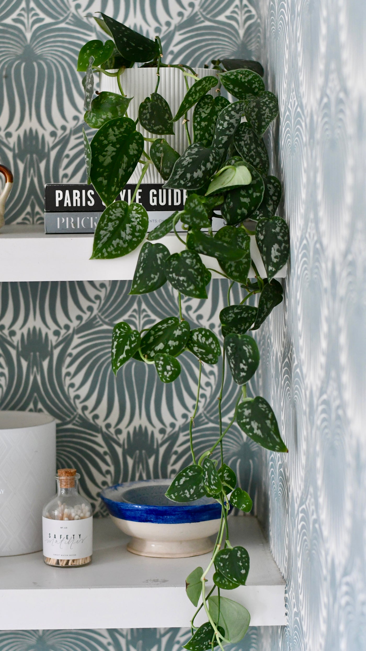 satin pothos water Scindapsus Pictus | Satin Pothos | UK