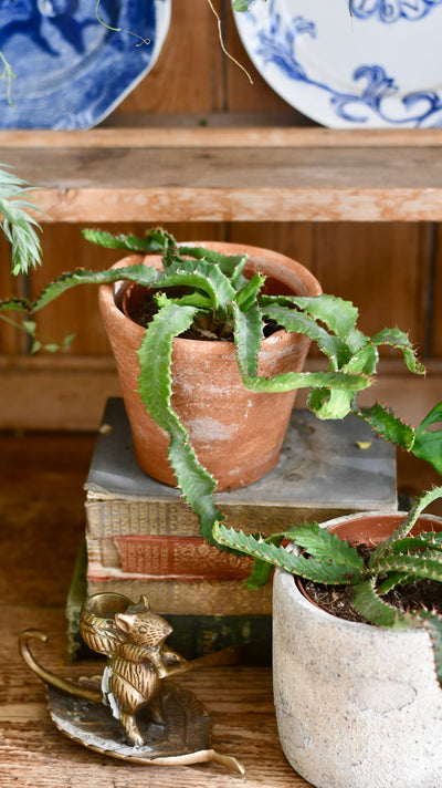 Euphorbia Stellata