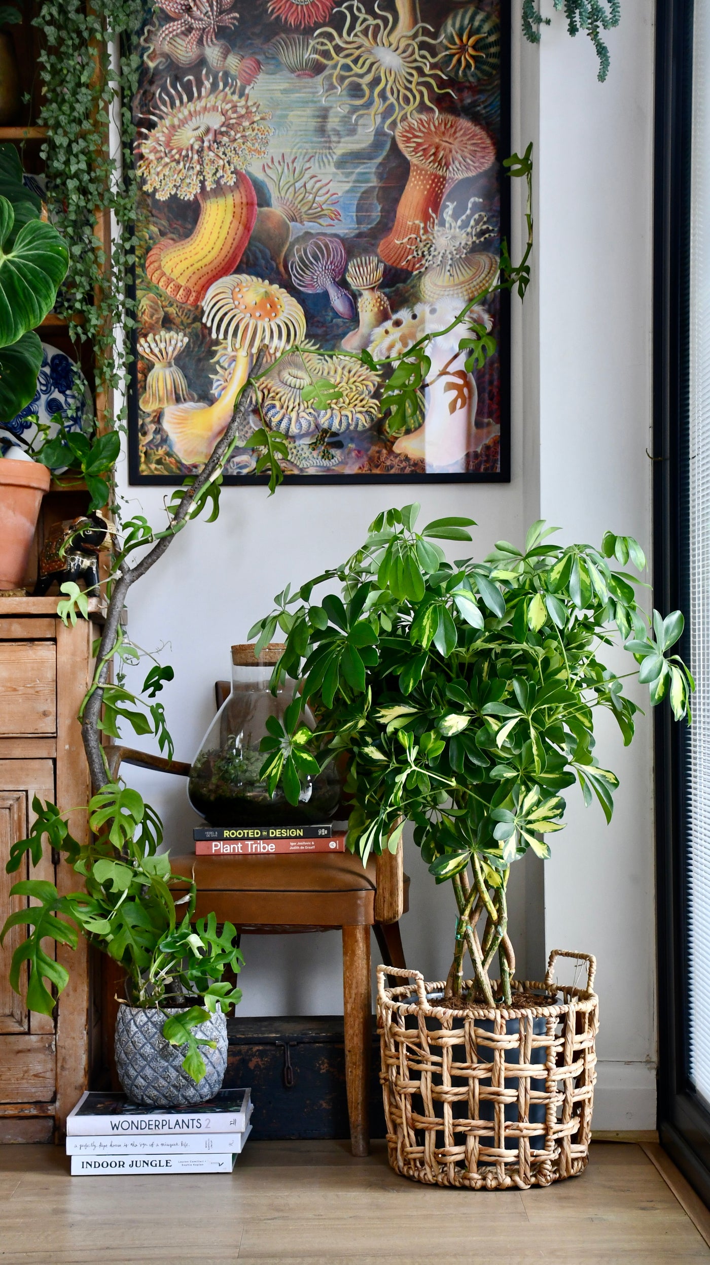Twisted Umbrella Tree or Schefflera
