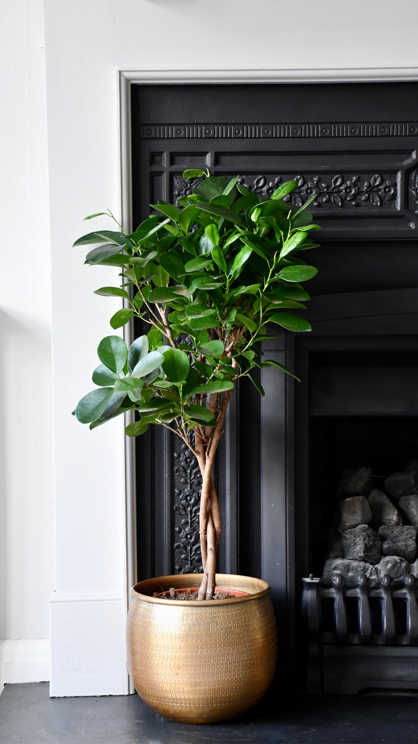 Ficus Microcarpa, Chinese Banyan & Small Tembesi Pot