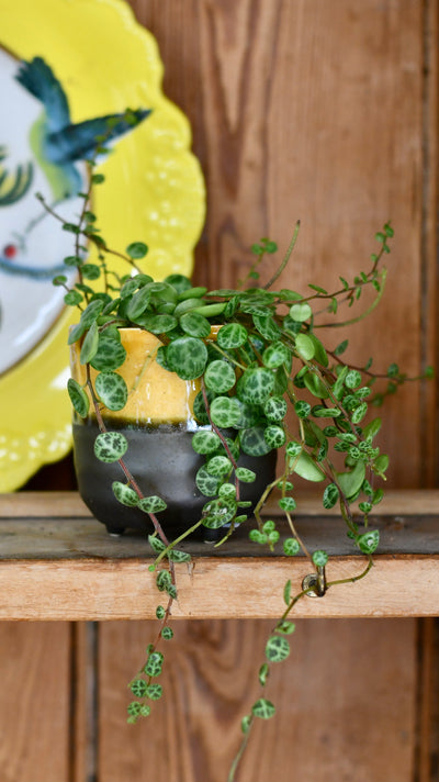 Amber Reactive Planter with Foot (7cm Plant Pot)