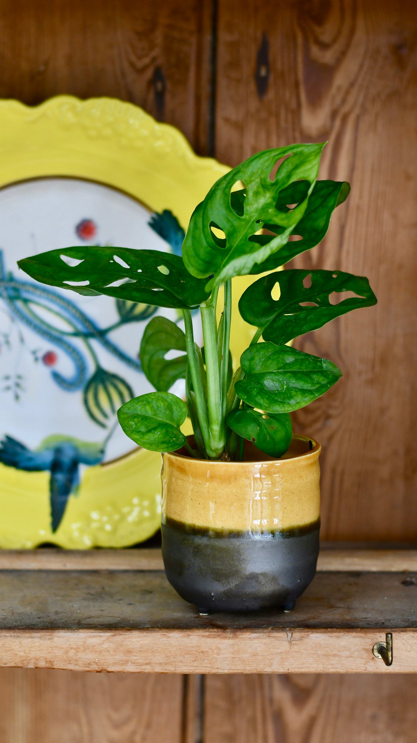 Amber Reactive Planter with Foot (7cm Plant Pot)