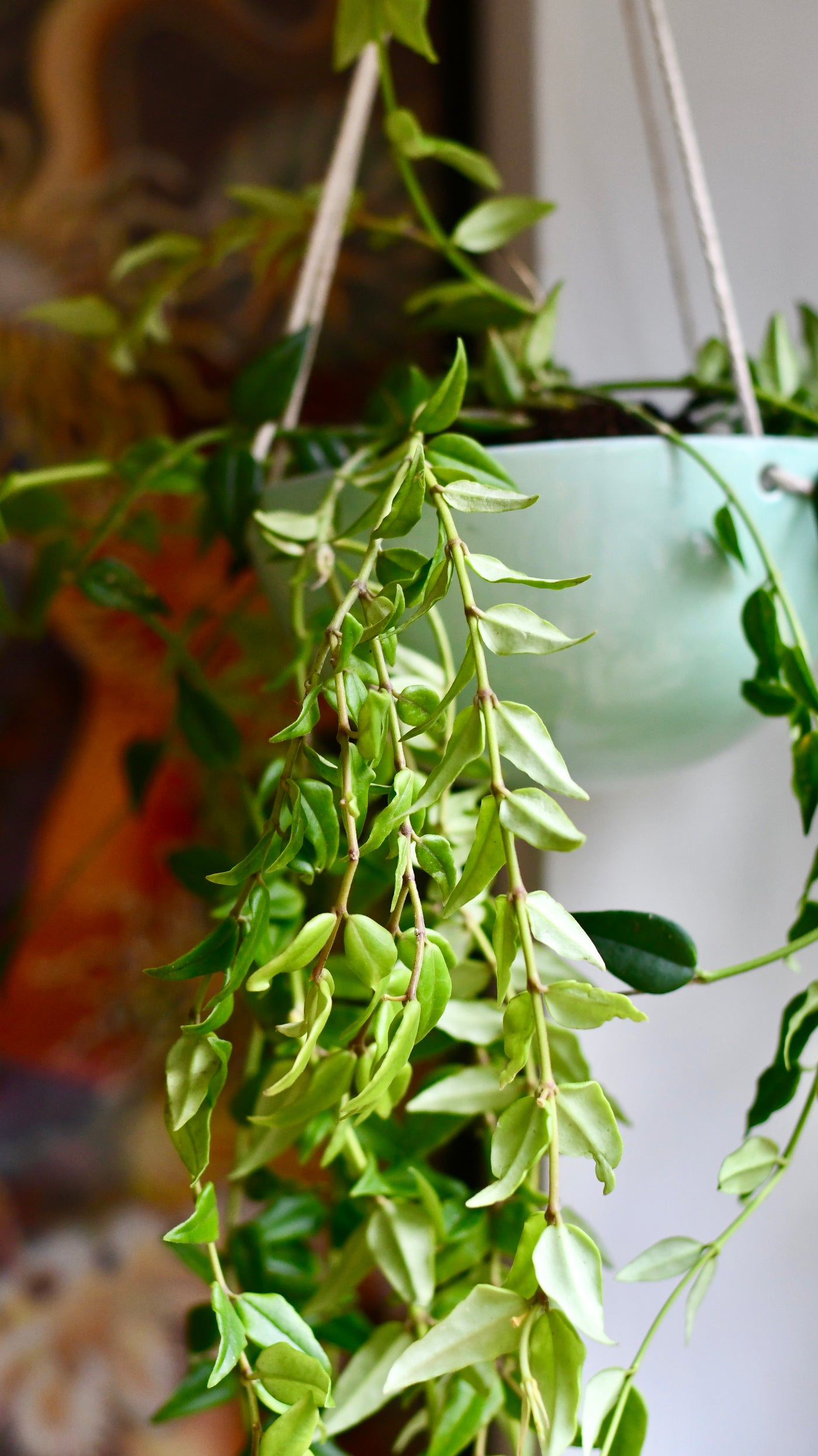 Hoya Bella (wax plants, wax vines, and wax flowers)