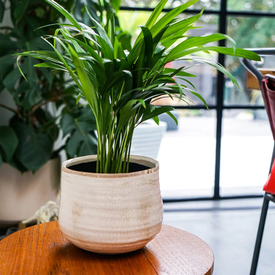 Como Cream premium Glaze planter (16cm plant pot)