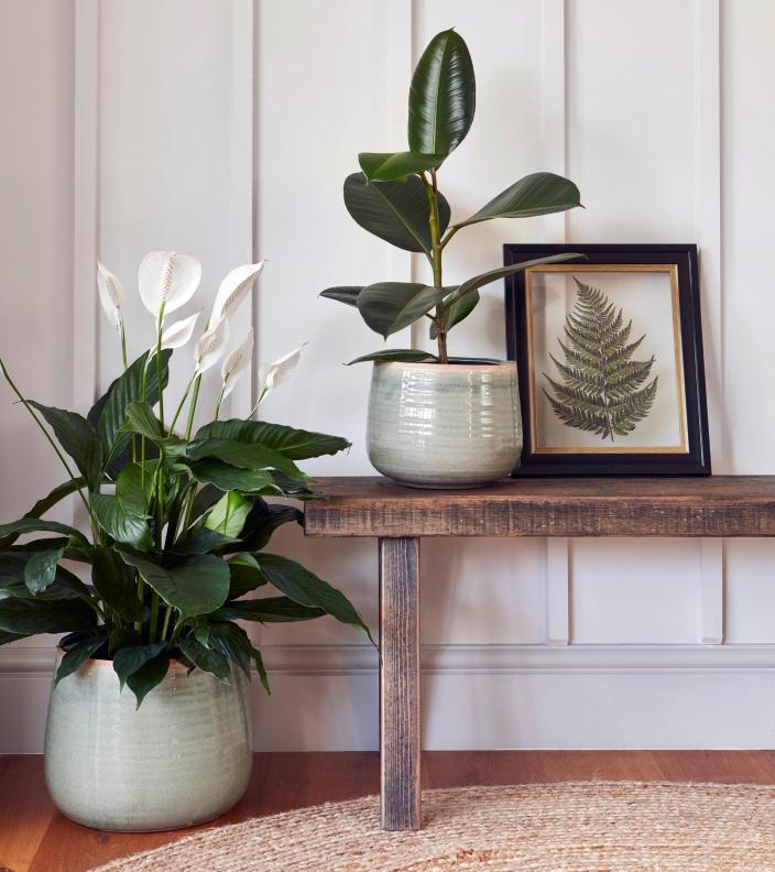Como Mint premium Glaze planter (12cm plant pot) – Happy Houseplants
