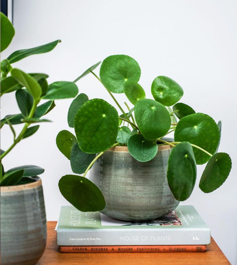 Como Mint premium Glaze planter (12cm plant pot)