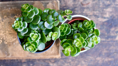 Sedum Makinoi ‘Kosmosje’ & Brussels Pot