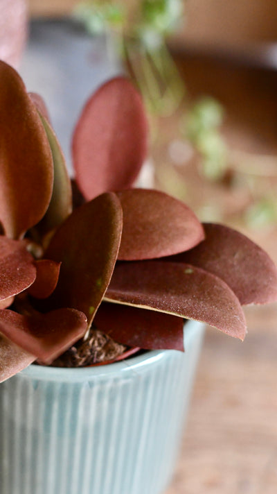 Baby Kalanchoe orgyalis ‘copper spoons’