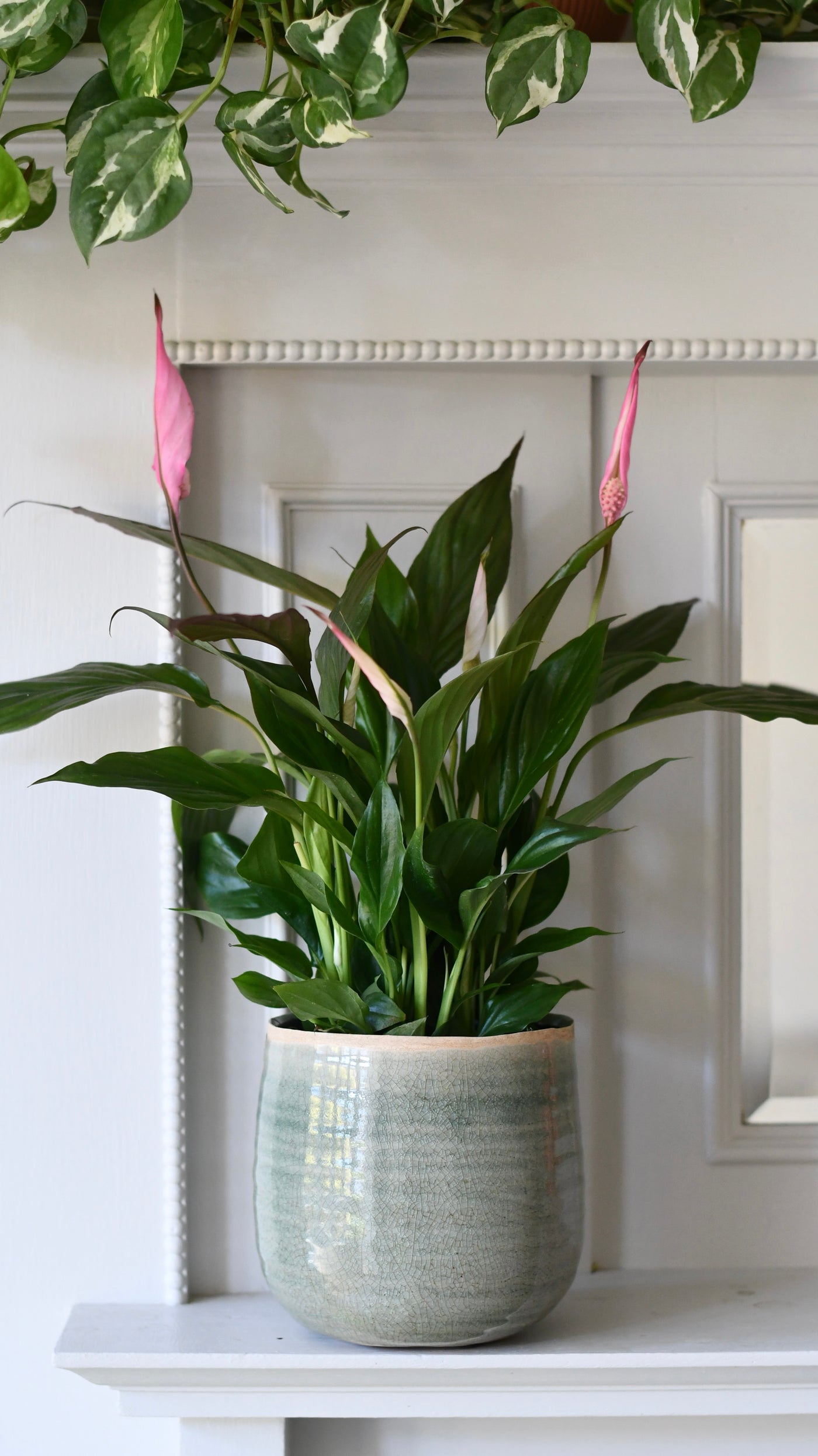 variegated peace lily pink Spathiphyllum | Peace Lilly & Plant Pot