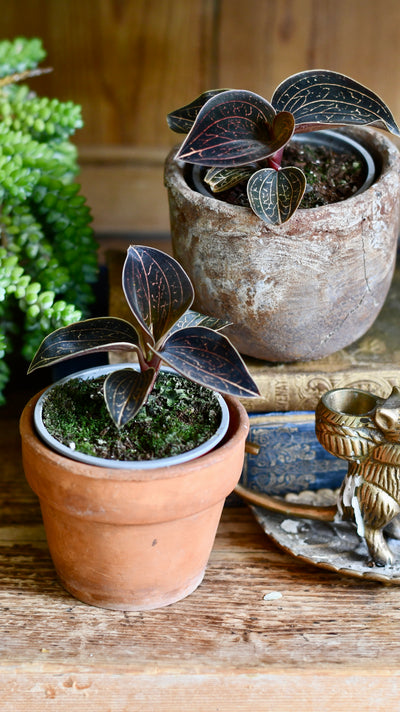 Ludisia discolor (Jewel Orchid)