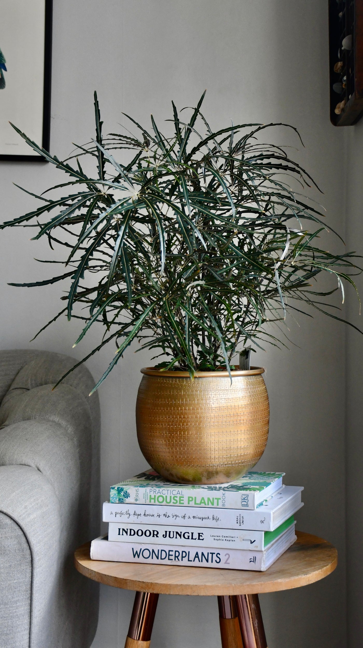Plerandra elegantissima in Tembesi Pot