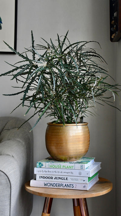 Plerandra elegantissima in Tembesi Pot