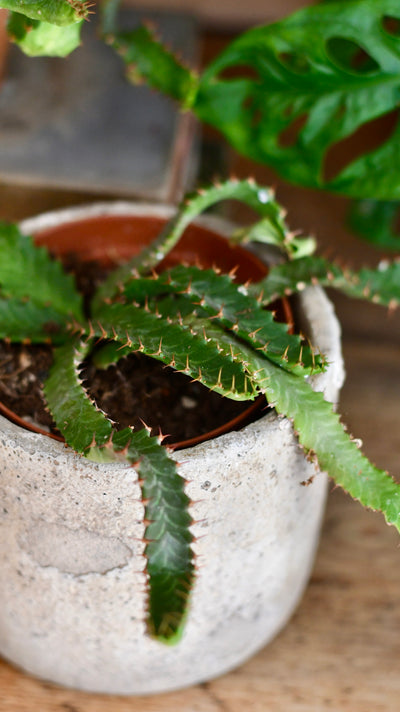 Euphorbia Stellata