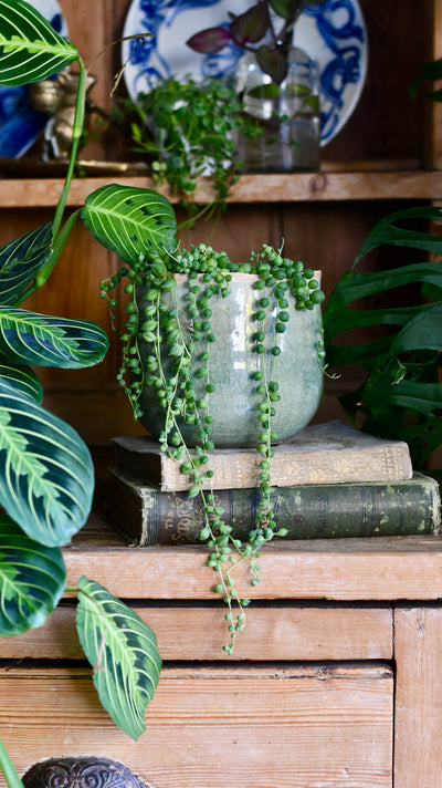 Senecio Rowleyanus - String of Pearls & Como Pot