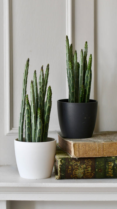 Baby Kleinia Senecio & pot (Stapeliiformis, Pickle Plant, Candle Stick Plant)