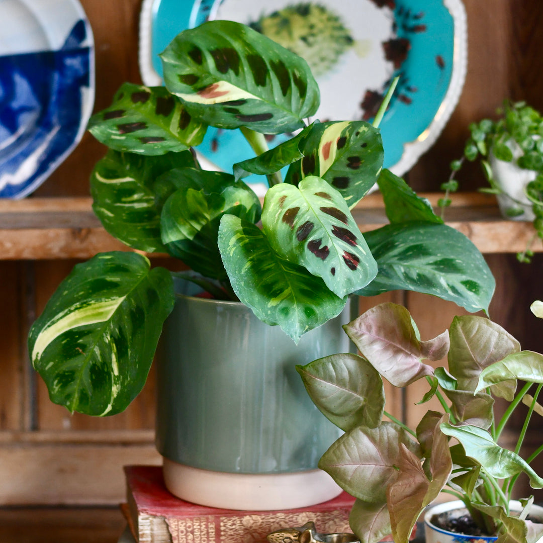 Happy Houseplants | Ceramic Plant Pot | Eno Green | 13cm Plant Pot