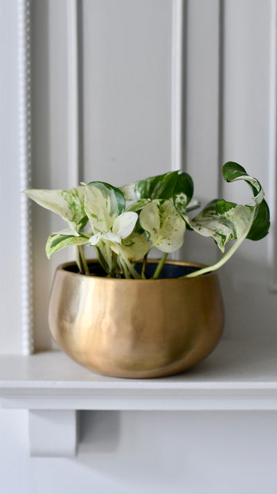 Epipremnum Happy Plant in Atsu Brass Pot