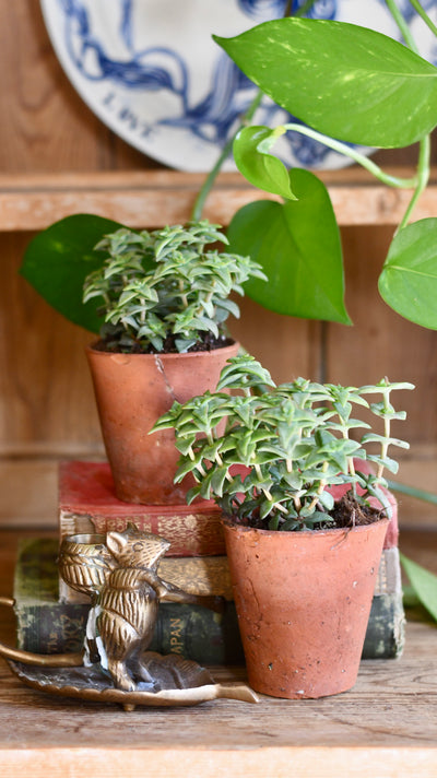 Crassula Perforata | String of buttons | Happy Houseplants