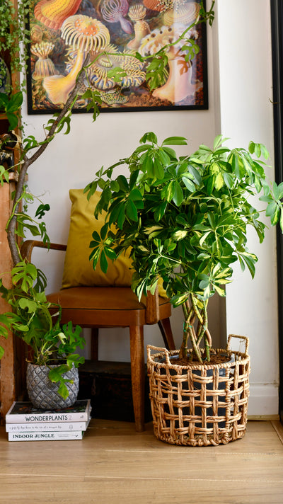 Twisted Umbrella Tree or Schefflera