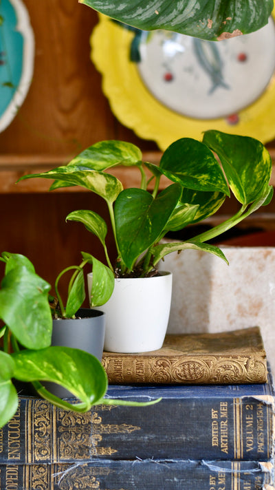 Baby Epipremnum Aureum (Devils Ivy, Golden Pothos)