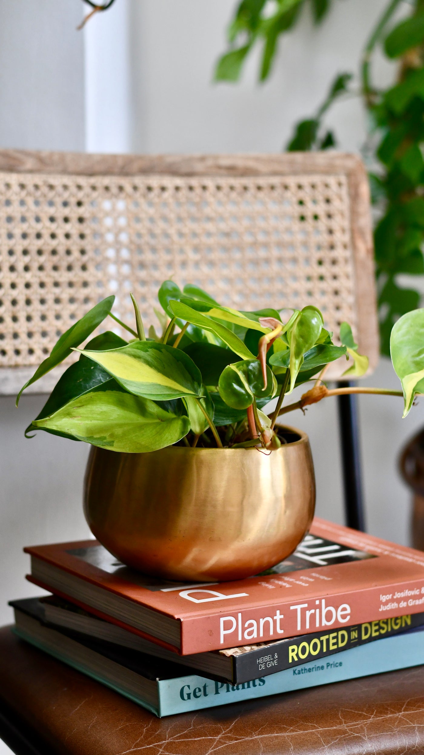 Philodendron Scandens Brasil in Atsu Brass pot