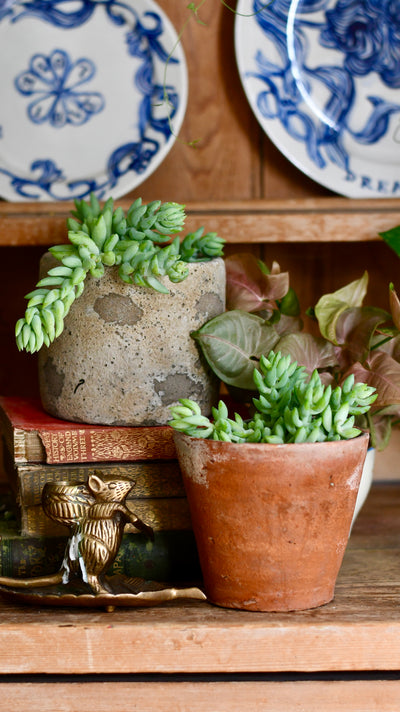 Baby Sedum Burrito Burrows Tail (Sedum Morganianum)