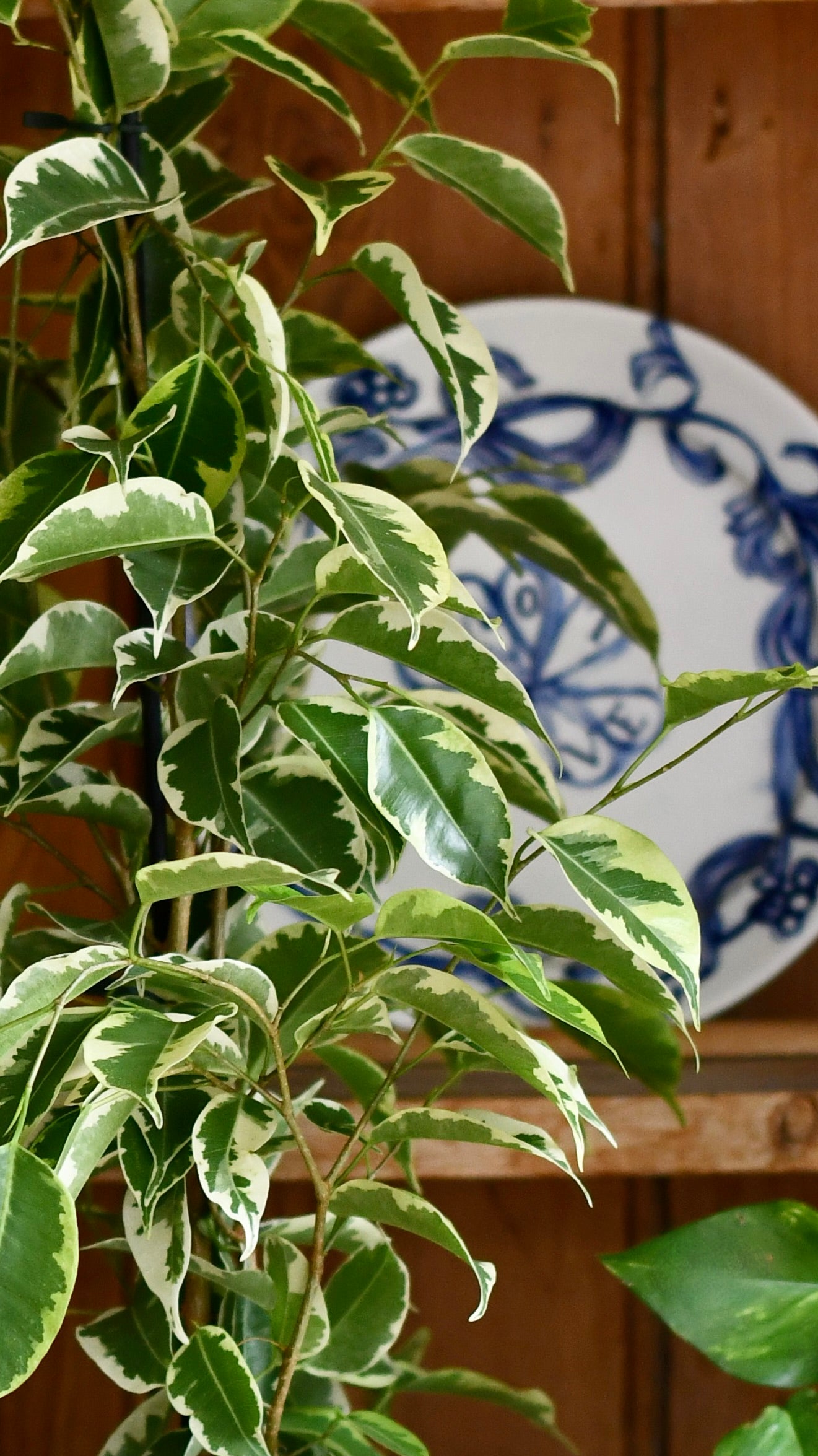 Ficus Golden King & Baby Peperomia Milano Houseplant Gift Set