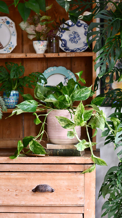 Scindapsus Marble Queen | Pothos | 30cm hanging pot plant