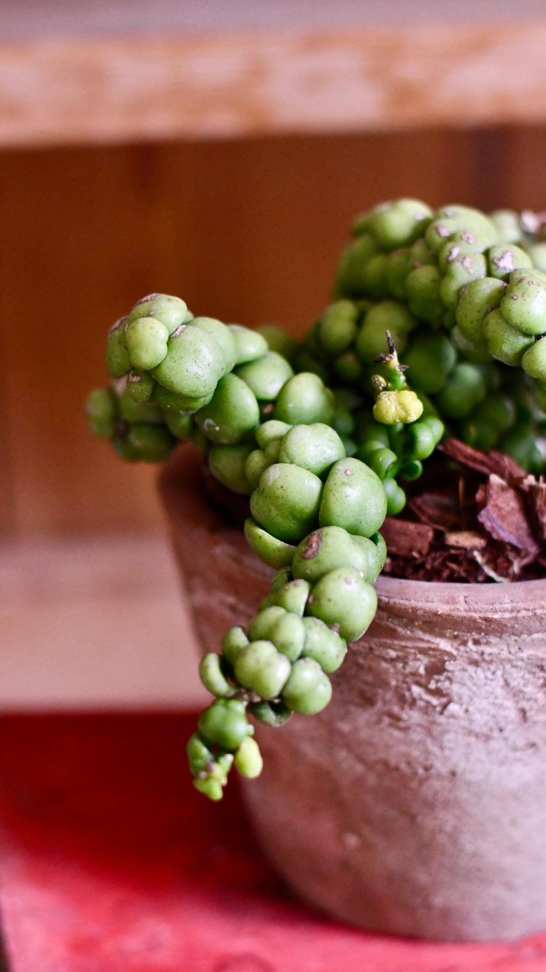 pangolin succulent Dischidia nummularia 'Ideaminubu' | Pangolin Kisses | Indoor Plants  Delivered To Your Door
