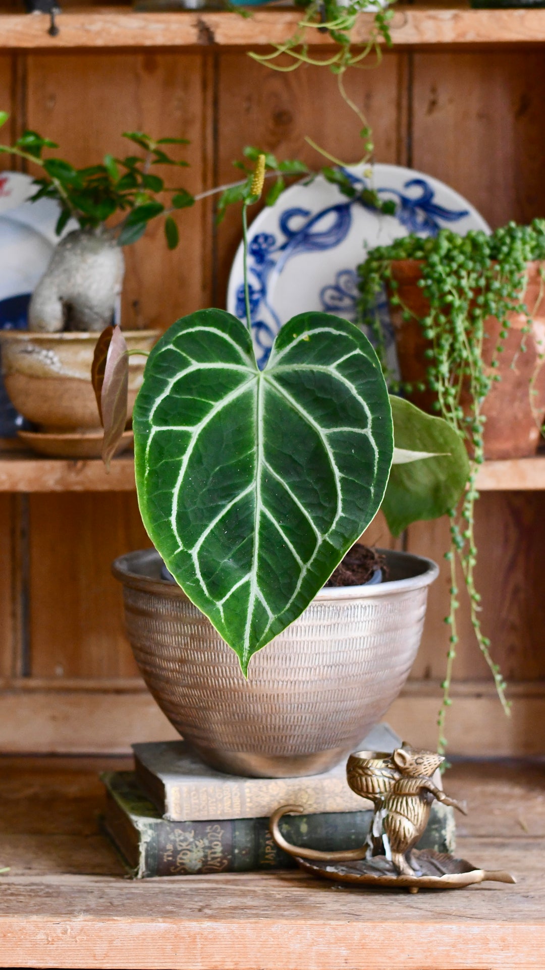 anthurium crystallinium Anthurium Crystallinum | Rare Houseplants