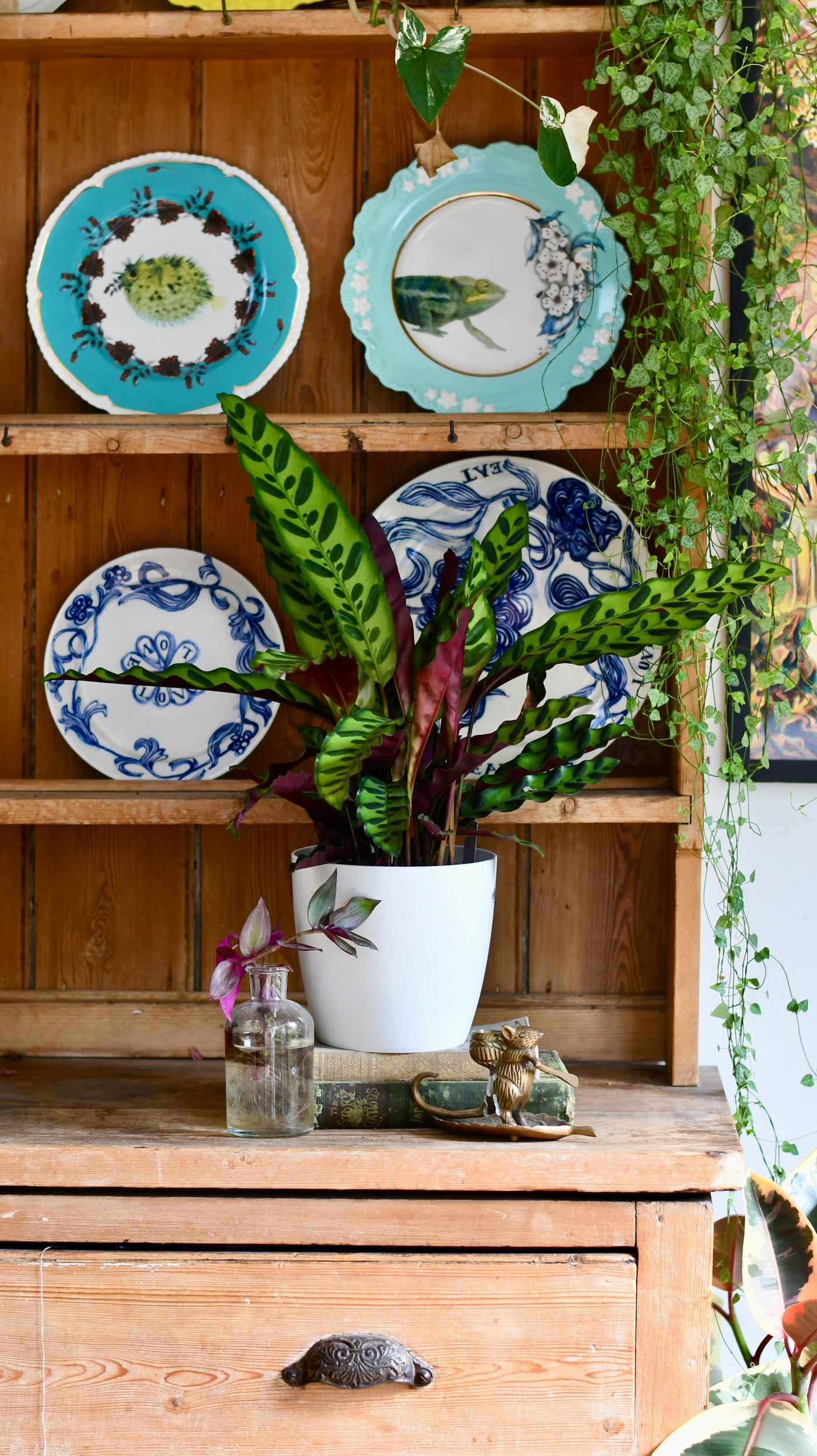 Rattlesnake Plant and Brussels Pot (Calathea Lancifolia)