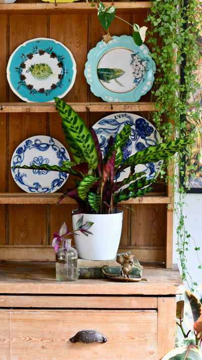 Rattlesnake Plant and Brussels Pot (Calathea Lancifolia)