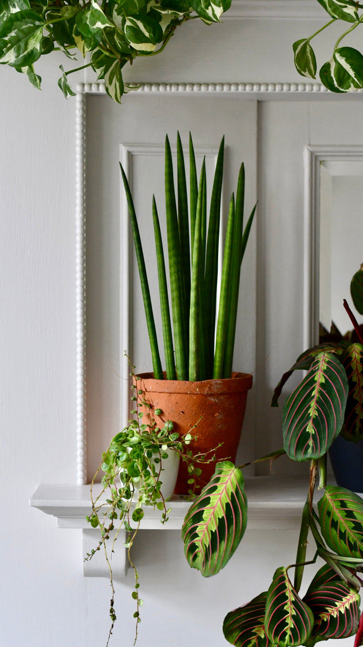 house plant with spear shaped leaves Sansevieria Cylindrica | African Spear Plant