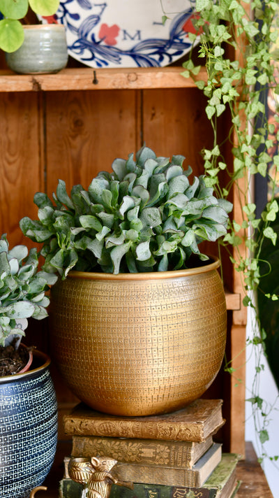 Crassula arborescens undulatifolia (Ripple Jade)