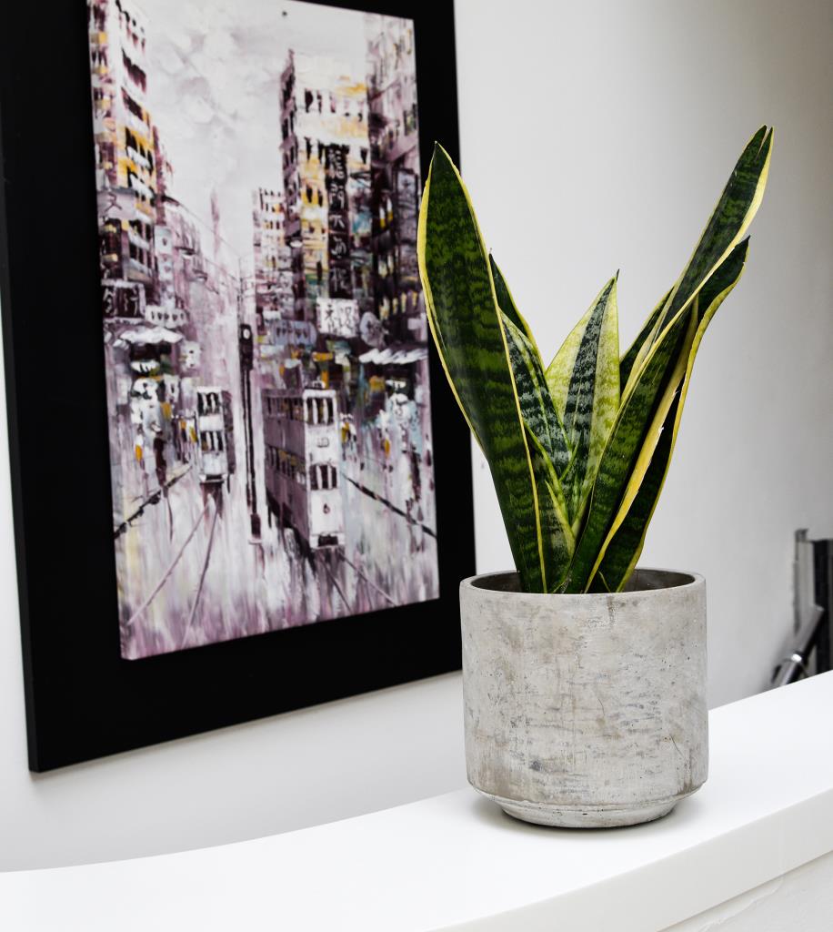 Tivoli Planter Cement 16cm