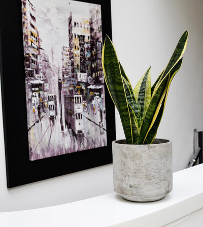 Tivoli Planter Cement 16cm