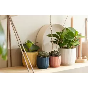 Sorbet Green Vibes Round Plant Mini Plant Pot 7cm