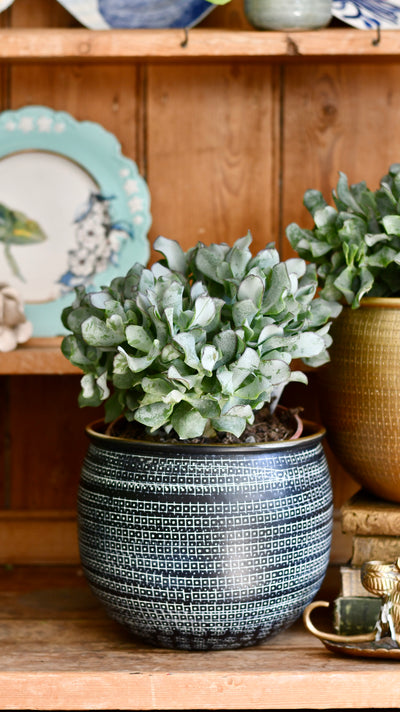 Crassula arborescens undulatifolia (Ripple Jade)