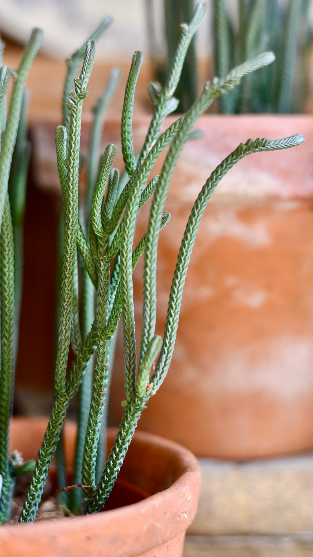 chain plant succulent Watch Chain Plant | Crassula Lycopodioides | Crassula muscosa