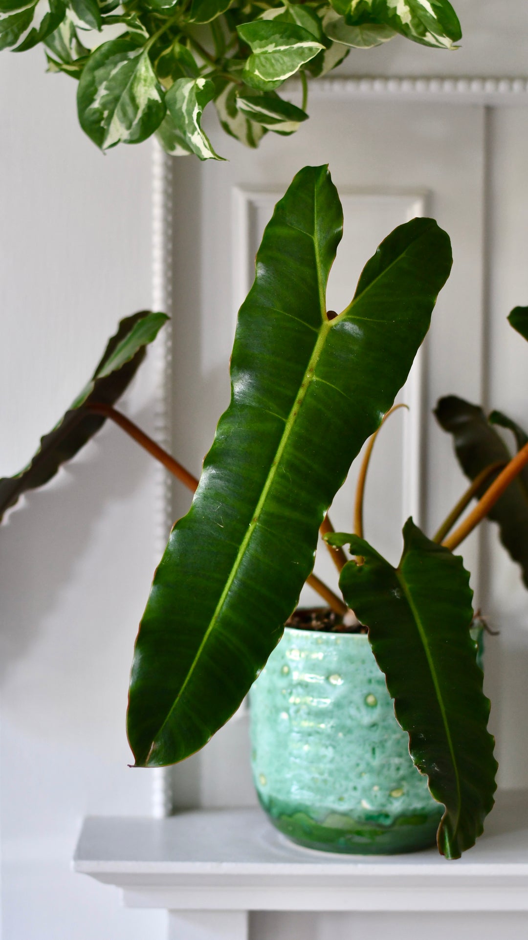 Philodendron Billietiae | Rare Plants
