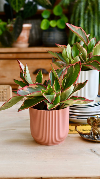 Peperomia Clusiifolia Jelly & Pot (Variegated Red Edge Peperomia)