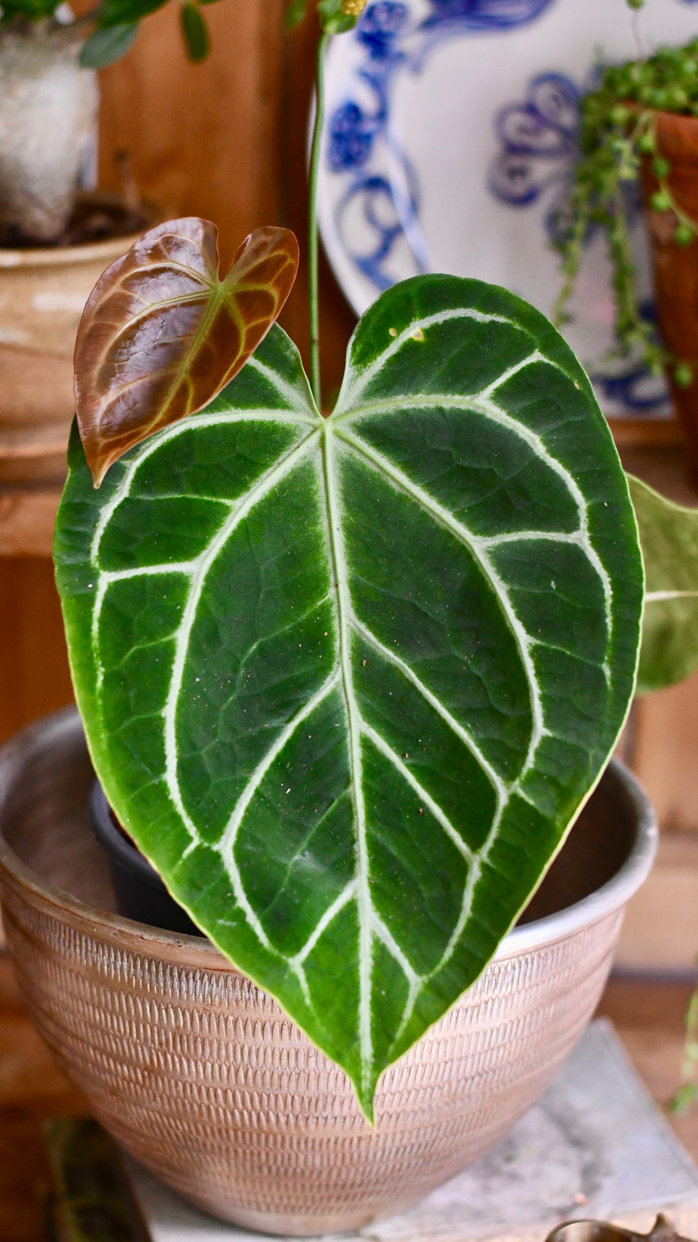 Anthurium Crystallinum