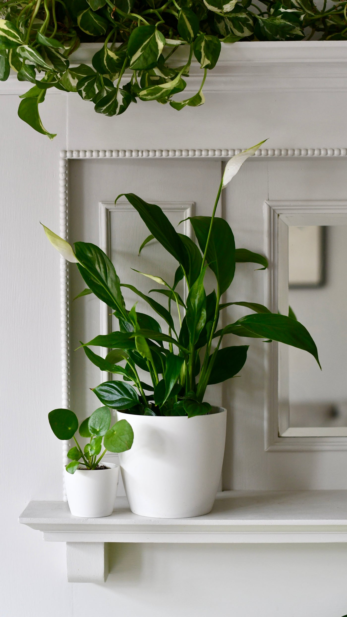 Spathiphyllum verdi, Peace Lilly 12cm x 40cm